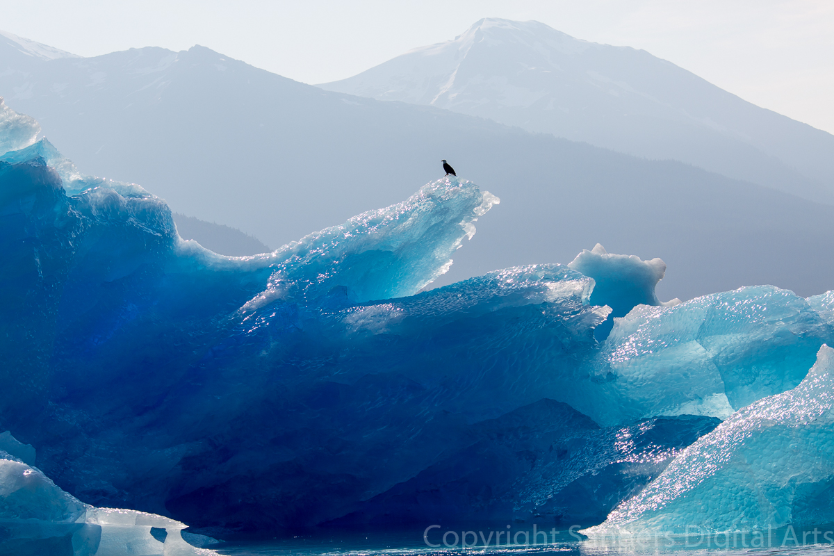 EAGLE_ON_BERG