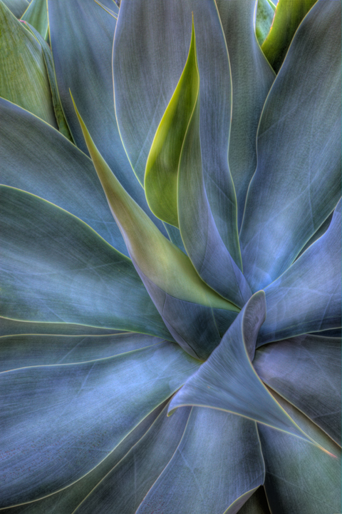 Agave