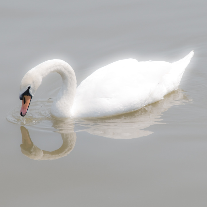 Swan