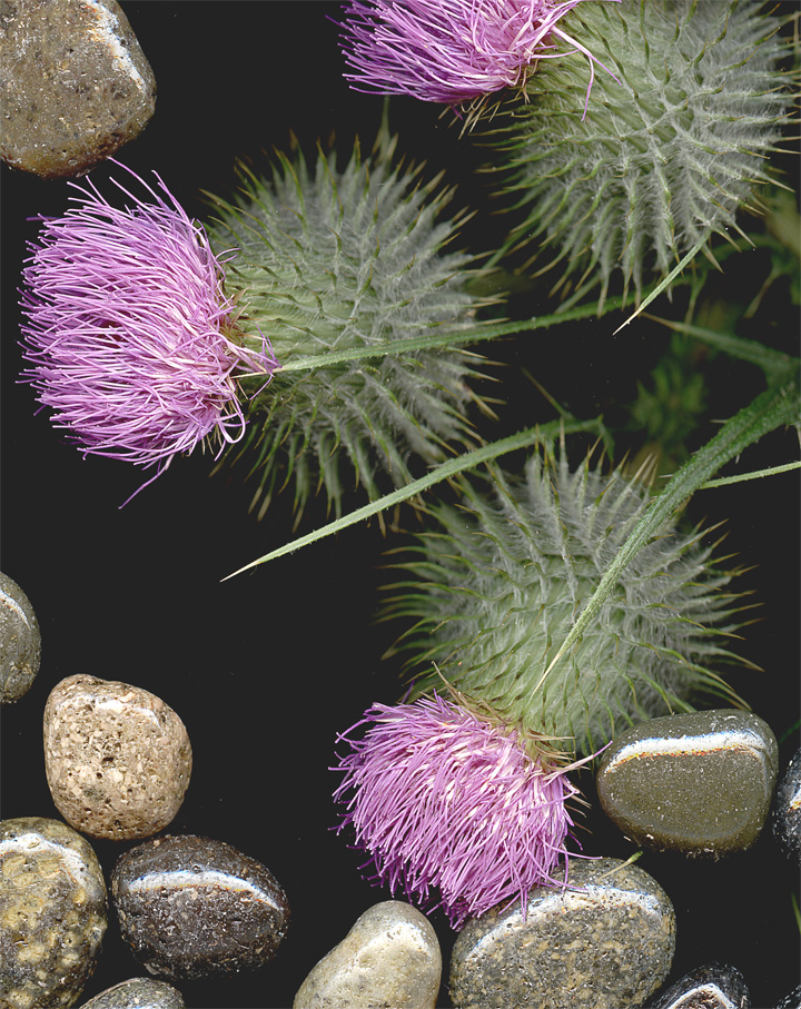 Thistle